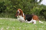BASSET HOUND 053